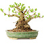 Ligustrum, 12 cm, ± 12 jaar oud