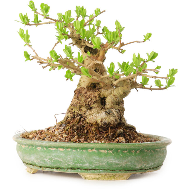 Ligustrum, 12 cm, ± 12 Jahre alt