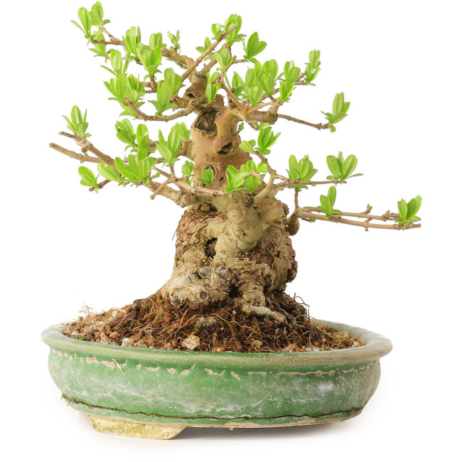 Ligustrum, 12 cm, ± 12 years old