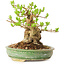 Ligustrum, 12 cm, ± 12 Jahre alt