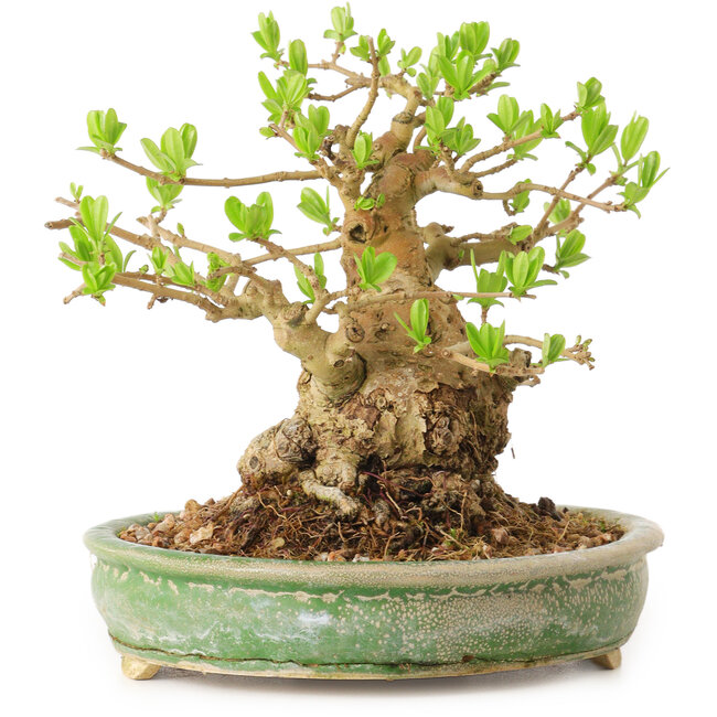 Ligustro, 12 cm, ± 12 anni