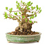 Ligustrum, 12 cm, ± 12 Jahre alt