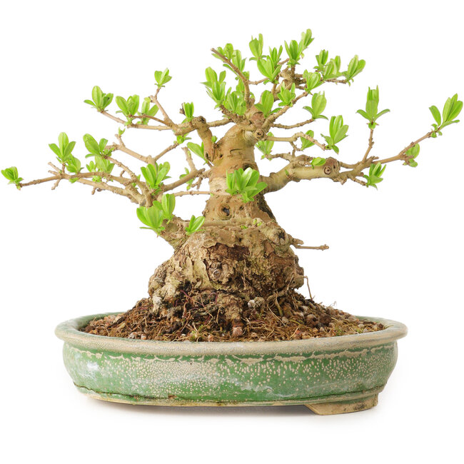 Ligustrum, 12 cm, ± 12 Jahre alt