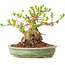 Ligustrum, 12 cm, ± 12 jaar oud