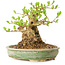 Ligustrum, 12 cm, ± 12 Jahre alt