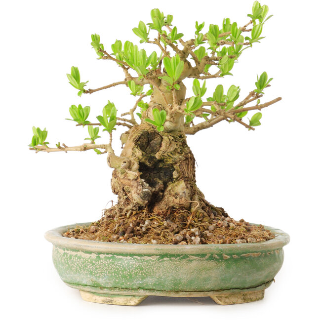 Ligustrum, 12 cm, ± 12 years old