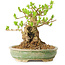Ligustrum, 12 cm, ± 12 ans