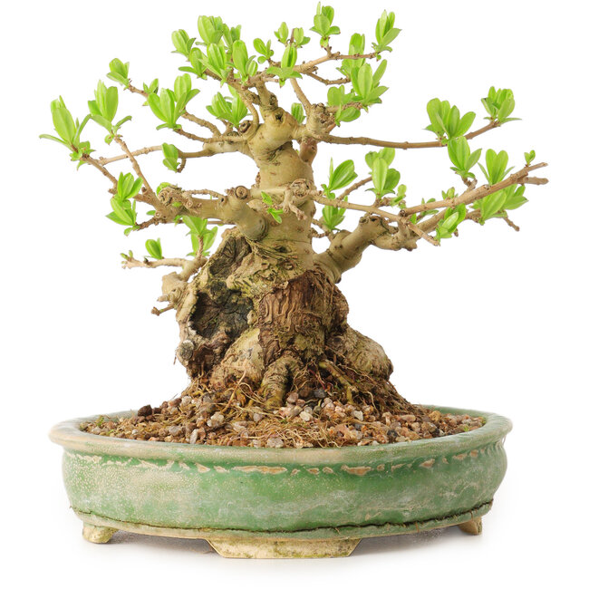 Ligustrum, 12 cm, ± 12 ans