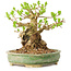 Ligustrum, 12 cm, ± 12 Jahre alt