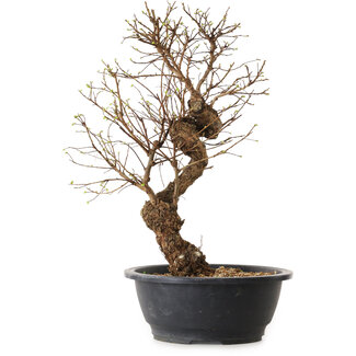 Ulmus parvifolia Nire, 48 cm, ± 12 anni