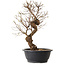 Ulmus parvifolia Nire, 48 cm, ± 12 anni