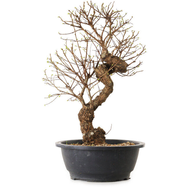 Ulmus parvifolia Nire, 48 cm, ± 12 anni