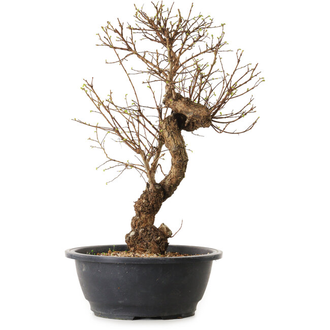 Ulmus parvifolia Nire, 48 cm, ± 12 anni