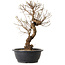 Ulmus parvifolia Nire, 48 cm, ± 12 jaar oud