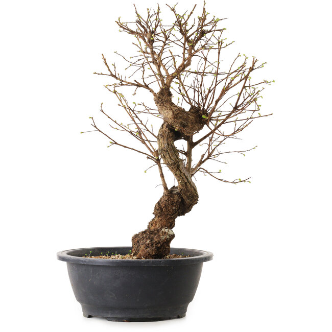Ulmus parvifolia Nire, 48 cm, ± 12 anni