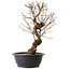 Ulmus parvifolia Nire, 48 cm, ± 12 anni