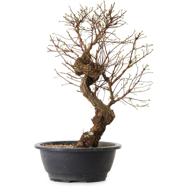 Ulmus parvifolia Nire, 48 cm, ± 12 jaar oud