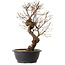 Ulmus parvifolia Nire, 48 cm, ± 12 jaar oud