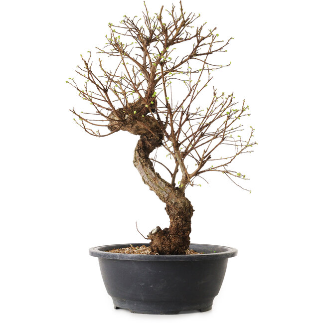 Ulmus parvifolia Nire, 48 cm, ± 12 anni