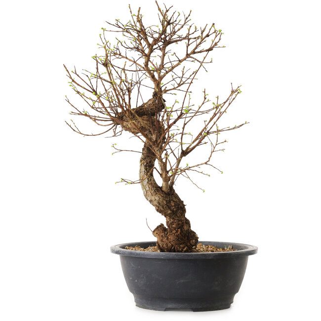 Ulmus parvifolia Nire, 48 cm, ± 12 jaar oud