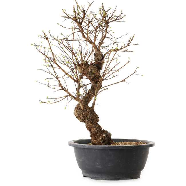 Ulmus parvifolia Nire, 48 cm, ± 12 jaar oud