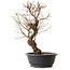 Ulmus parvifolia Nire, 48 cm, ± 12 anni