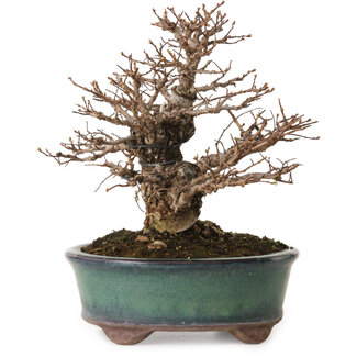 Ulmus parvifolia Nire, 20 cm, ± 12 anni