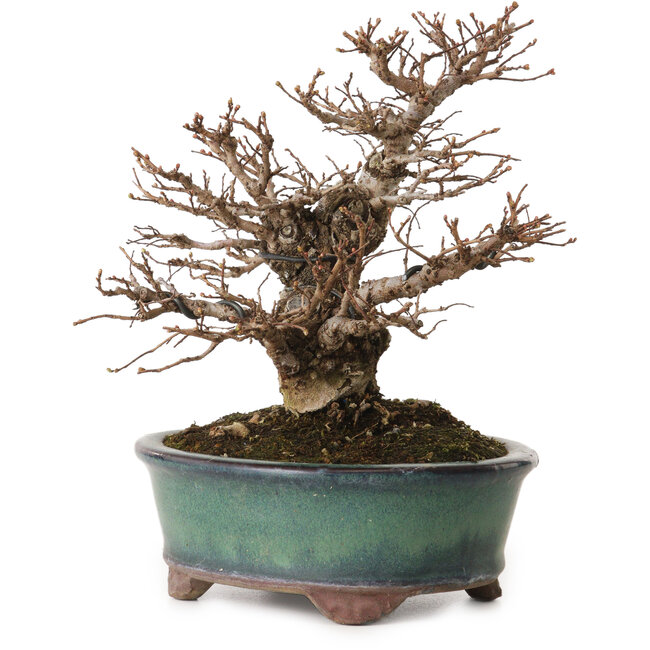 Ulmus parvifolia Nire, 20 cm, ± 12 years old, with a nebari of 7 cm