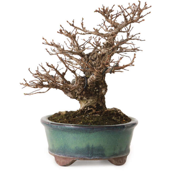 Ulmus parvifolia Nire, 20 cm, ± 12 years old, with a nebari of 7 cm