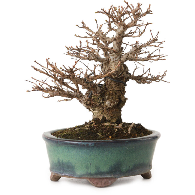 Ulmus parvifolia Nire, 20 cm, ± 12 jaar oud, met een nebari van 7 cm