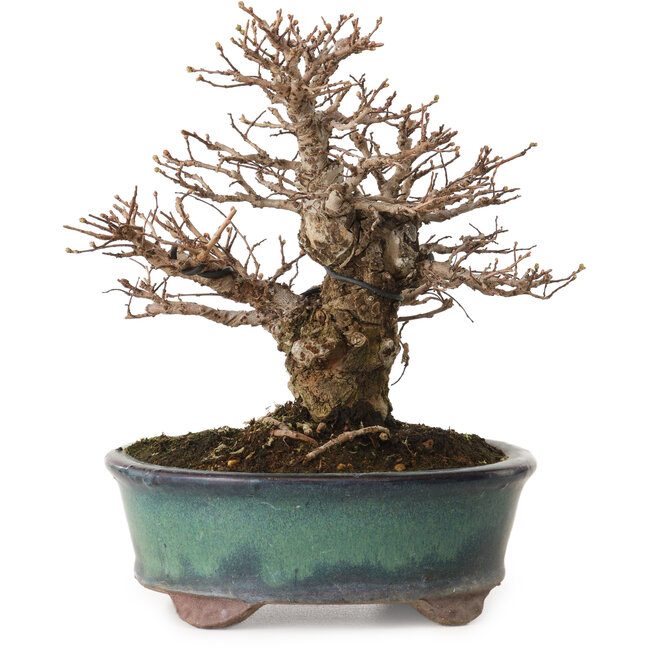 Ulmus parvifolia Nire, 20 cm, ± 12 ans, avec un nebari de 7 cm