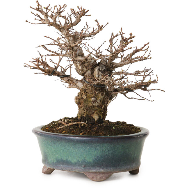 Ulmus parvifolia Nire, 20 cm, ± 12 jaar oud, met een nebari van 7 cm