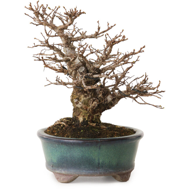 Ulmus parvifolia Nire, 20 cm, ± 12 Jahre alt, mit einer Nebari von 7 cm