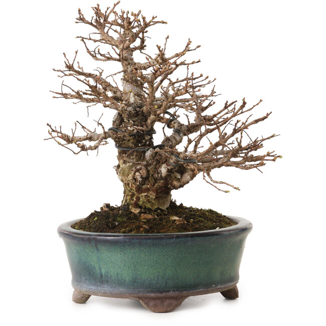 Ulmus parvifolia Nire, 20 cm, ± 12 años, con un nebari de 7 cm