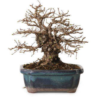 Ulmus parvifolia Nire, 16 cm, ± 12 ans