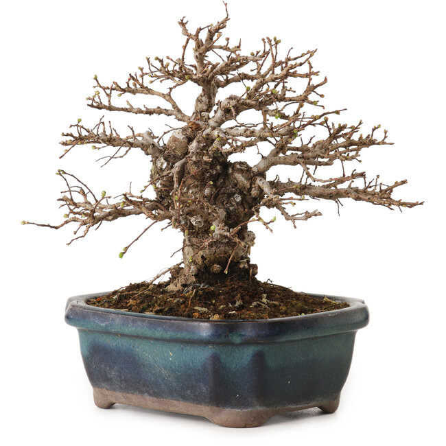 Ulmus parvifolia Nire, 16 cm, ± 12 años, con un nebari de 5 cm