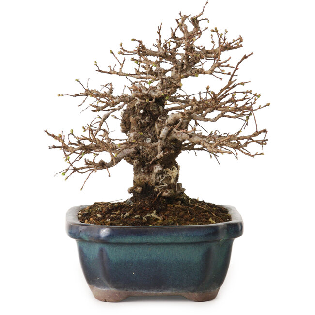 Ulmus parvifolia Nire, 16 cm, ± 12 Jahre alt, mit einer Nebari von 5 cm