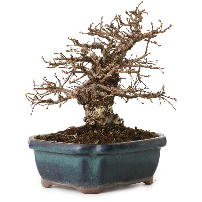 Ulmus parvifolia Nire, 16 cm, ± 12 jaar oud, met een nebari van 5 cm