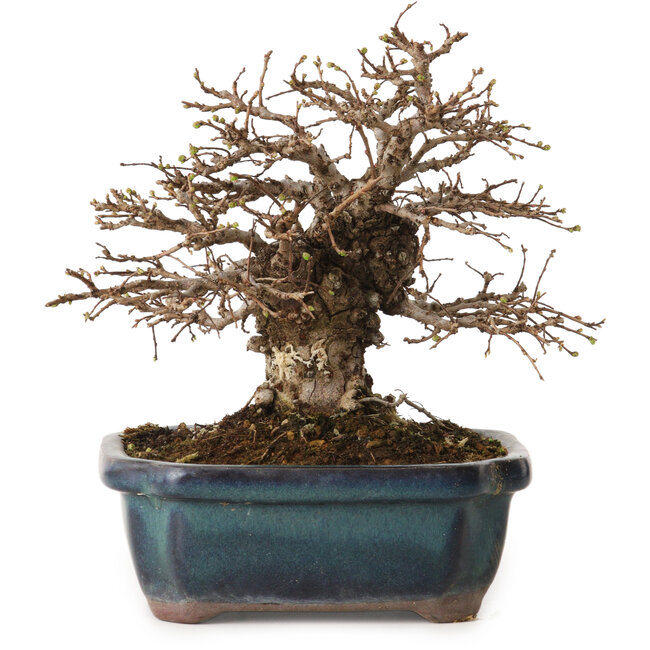 Ulmus parvifolia Nire, 16 cm, ± 12 years old, with a nebari of 5 cm