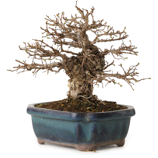 Ulmus parvifolia Nire, 16 cm, ± 12 jaar oud, met een nebari van 5 cm