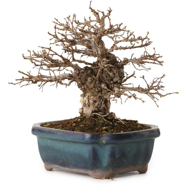 Ulmus parvifolia Nire, 16 cm, ± 12 Jahre alt, mit einer Nebari von 5 cm