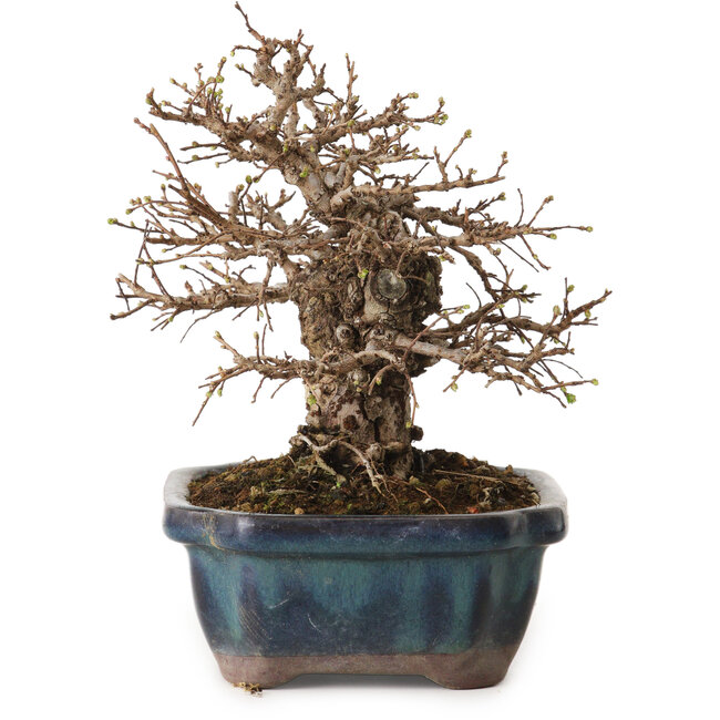 Ulmus parvifolia Nire, 16 cm, ± 12 ans, avec un nebari de 5 cm