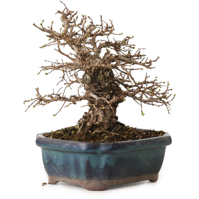 Ulmus parvifolia Nire, 16 cm, ± 12 ans, avec un nebari de 5 cm