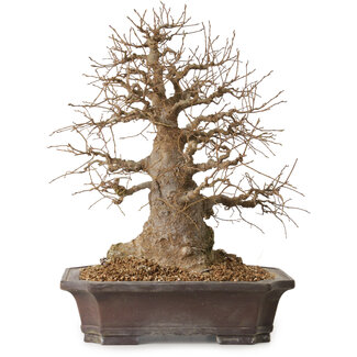 Celtis sinensis, 38 cm, ± 20 jaar oud