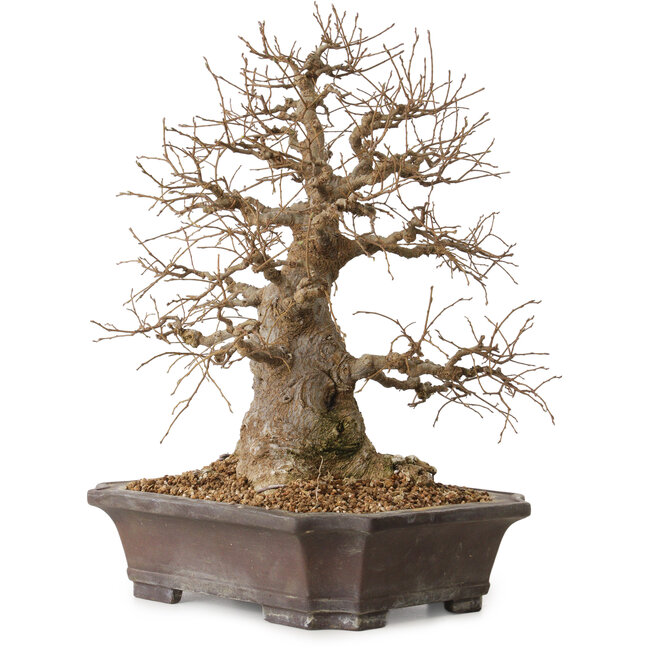 Celtis sinensis, 38 cm, ± 20 ans, avec un nebari de 18 cm