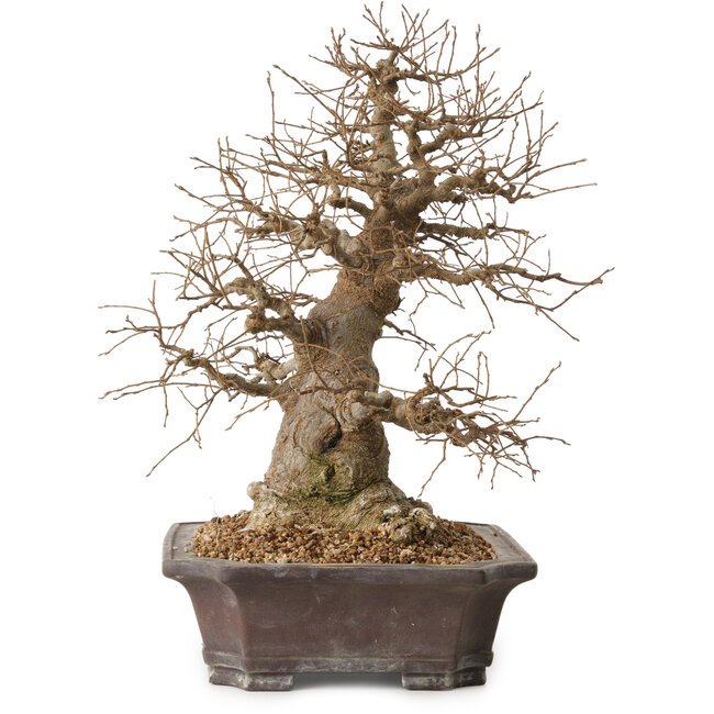 Celtis sinensis, 38 cm, ± 20 years old, with a nebari of 18 cm