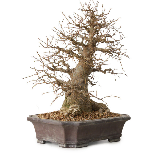 Celtis sinensis, 38 cm, ± 20 anni, con un nebari di 18 cm