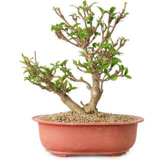 Viorne, 20 cm, ± 8 ans