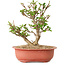 Viorne, 20 cm, ± 8 ans