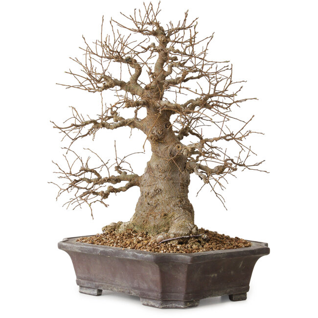 Celtis sinensis, 38 cm, ± 20 ans, avec un nebari de 18 cm